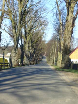 Allee